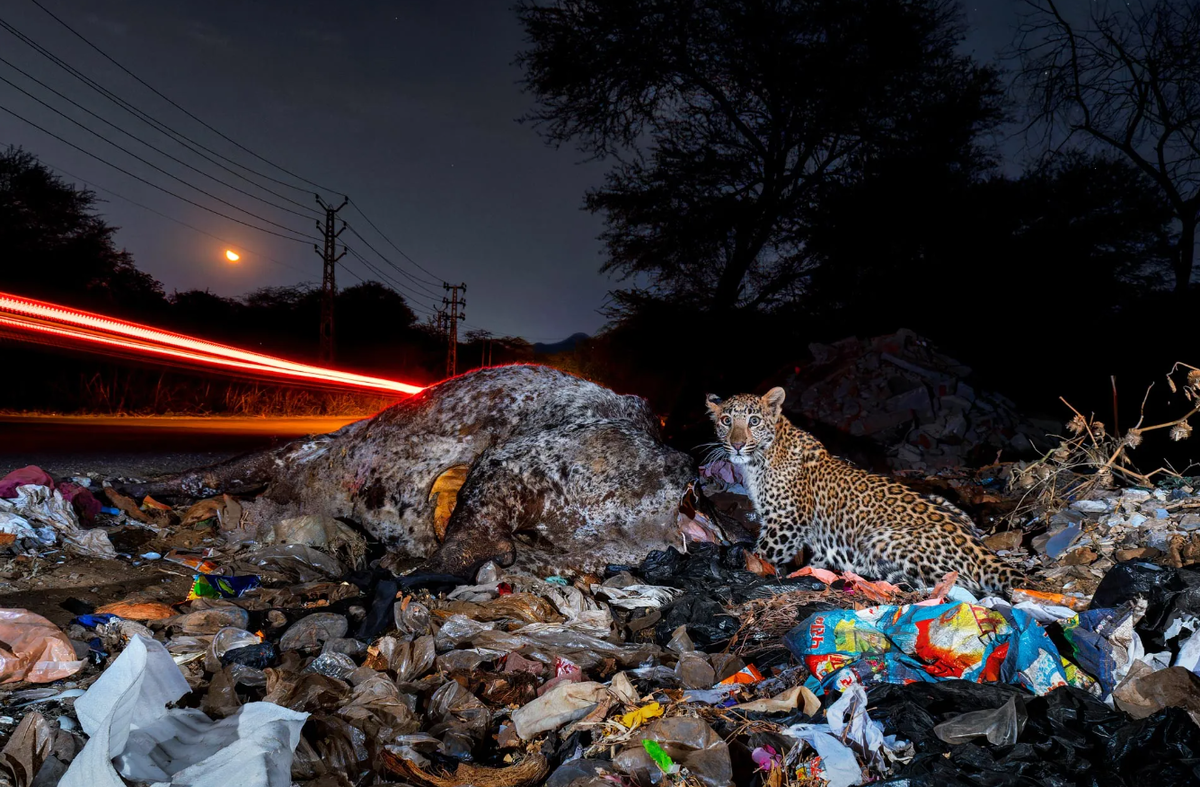 ищник встречает мегаполис