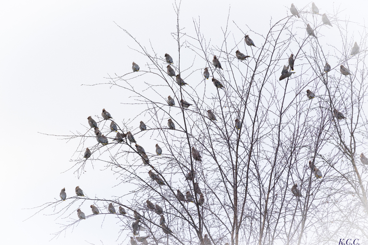 Свиристель, фото автора