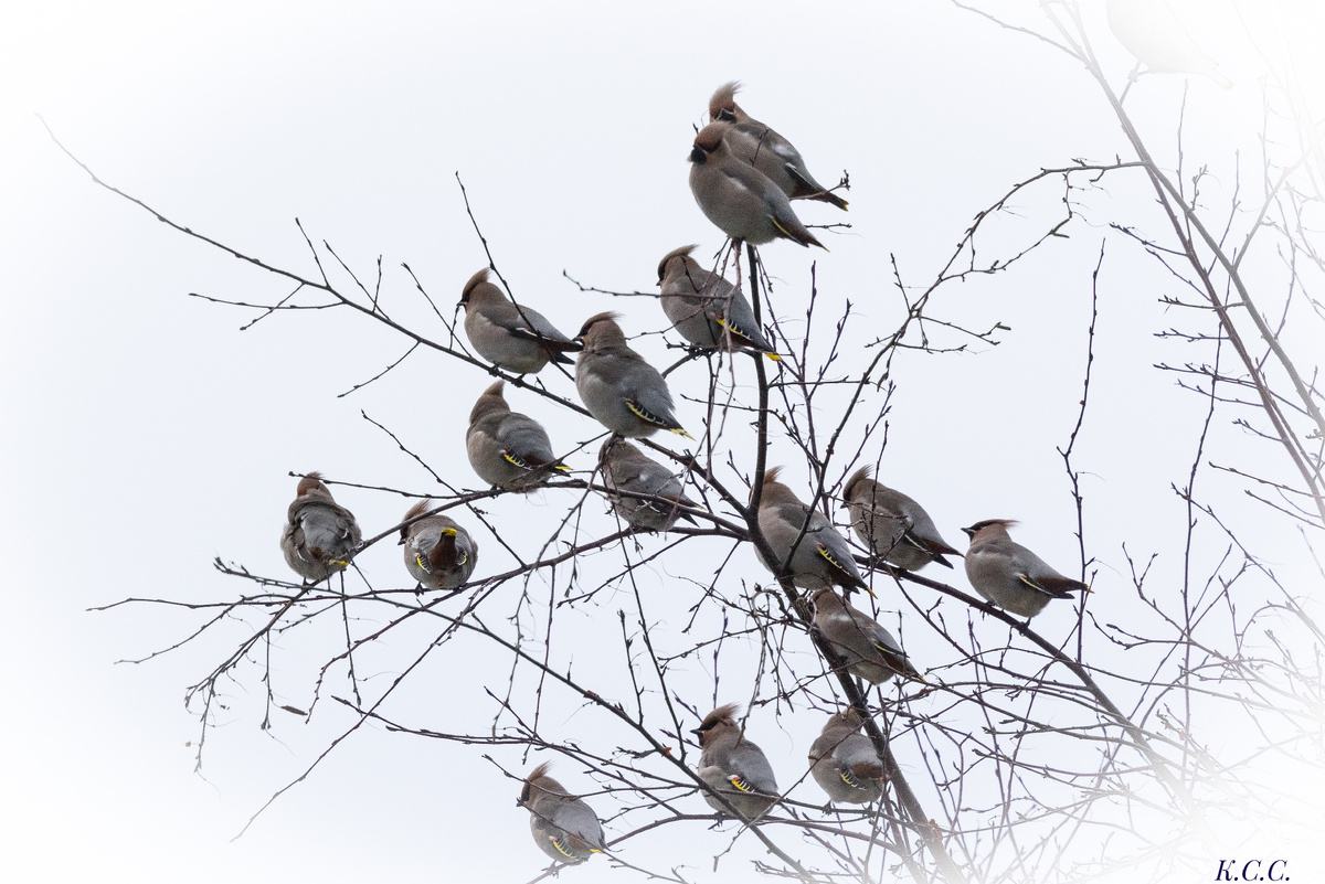 Свиристель, фото автора