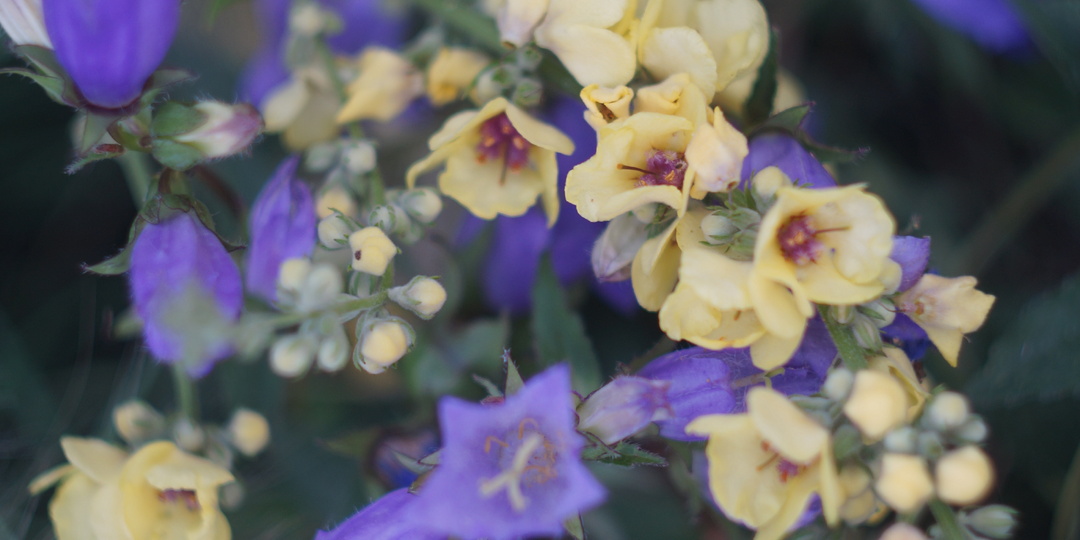 Неужели все было так красиво!? Июль 2025 в моем цветнике.