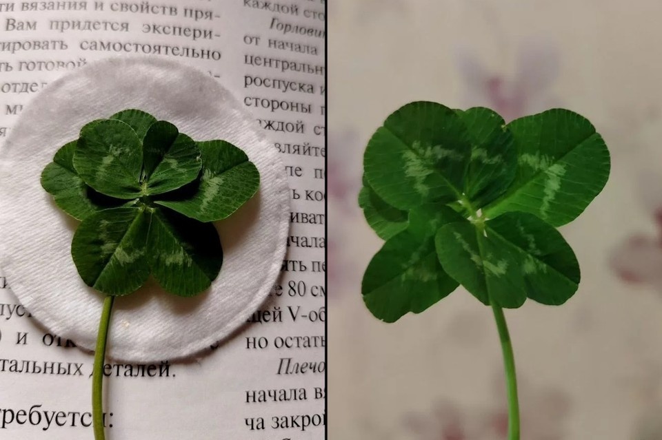    Семилистный клевер продают в Петербурге за 79 999 рублей. Фото: Авито