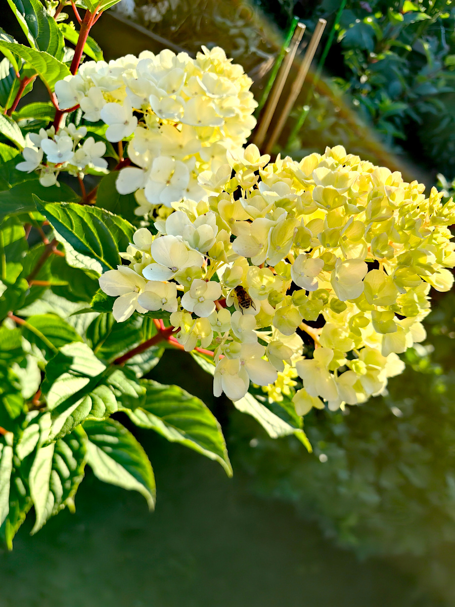 Гортензия в закатных лучах