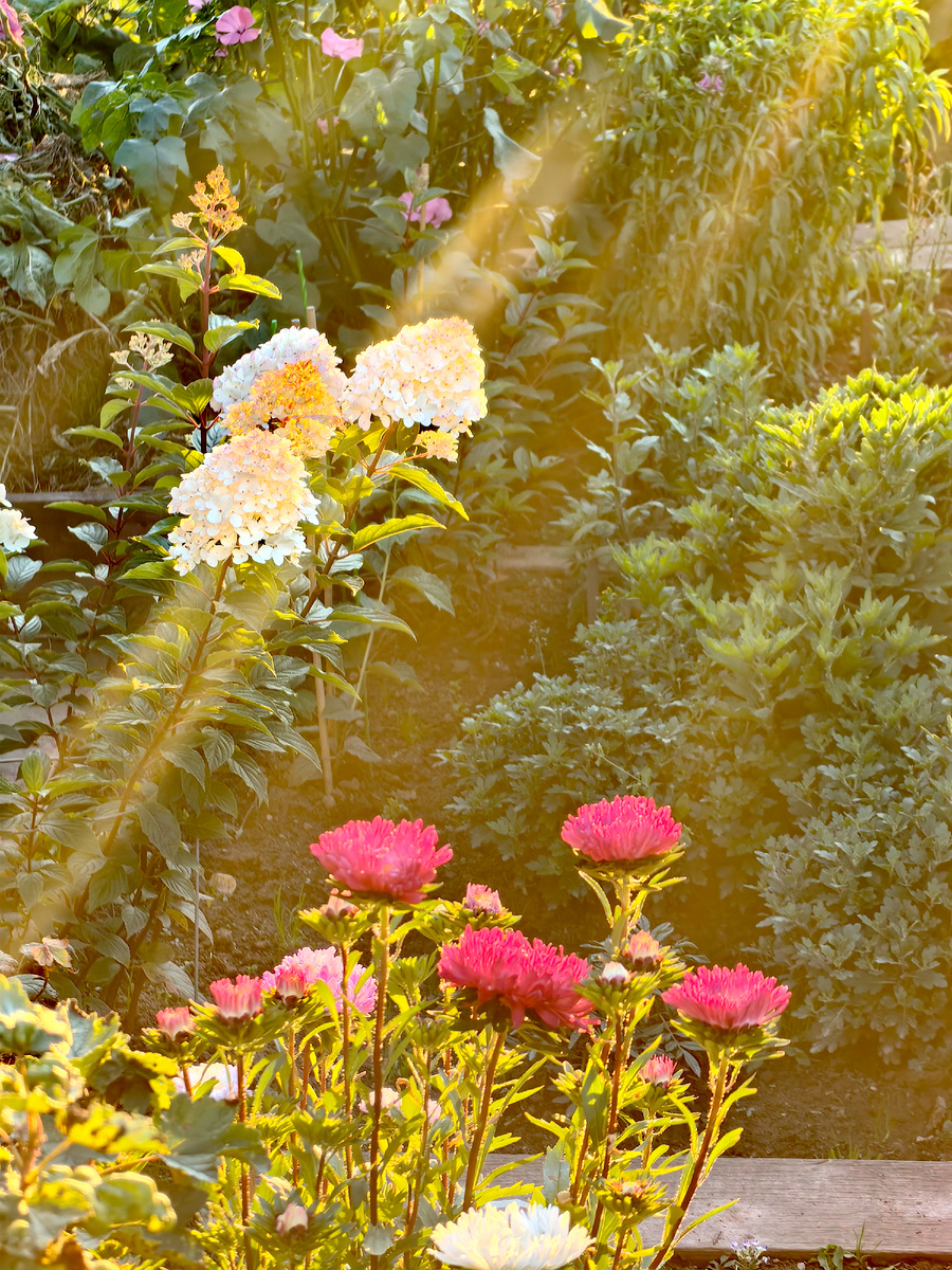 Она же в компании астр