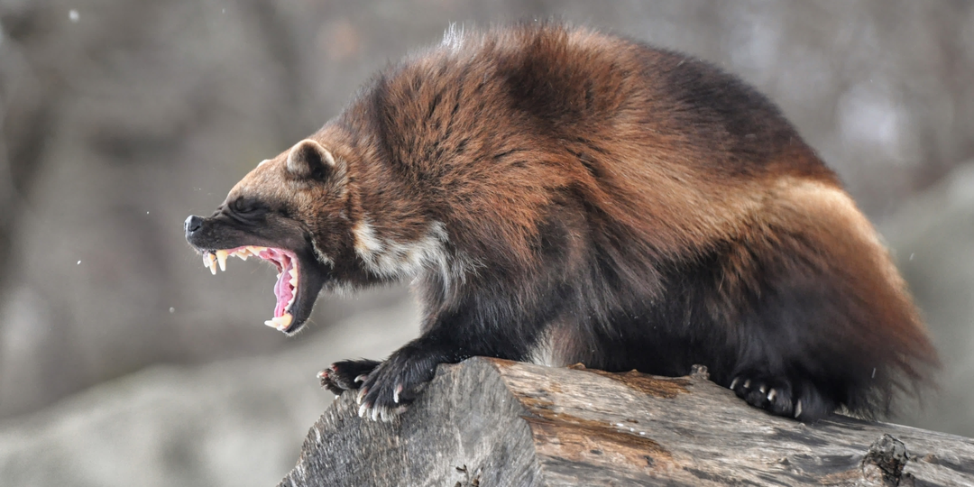 Росомаха: Чудовище Севера. Валит оленей и загоняет медведя на дерево. Зимой звери голодают, но росомаха пирует