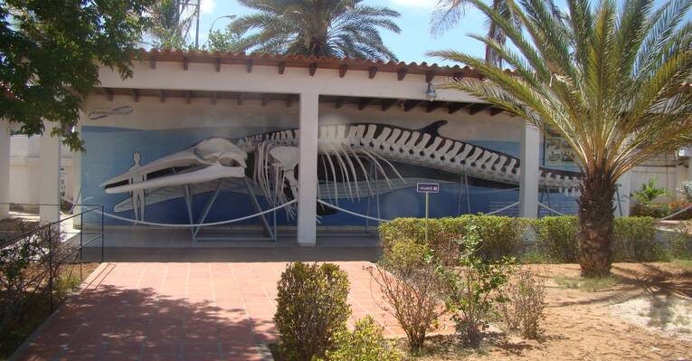 Скелет кита