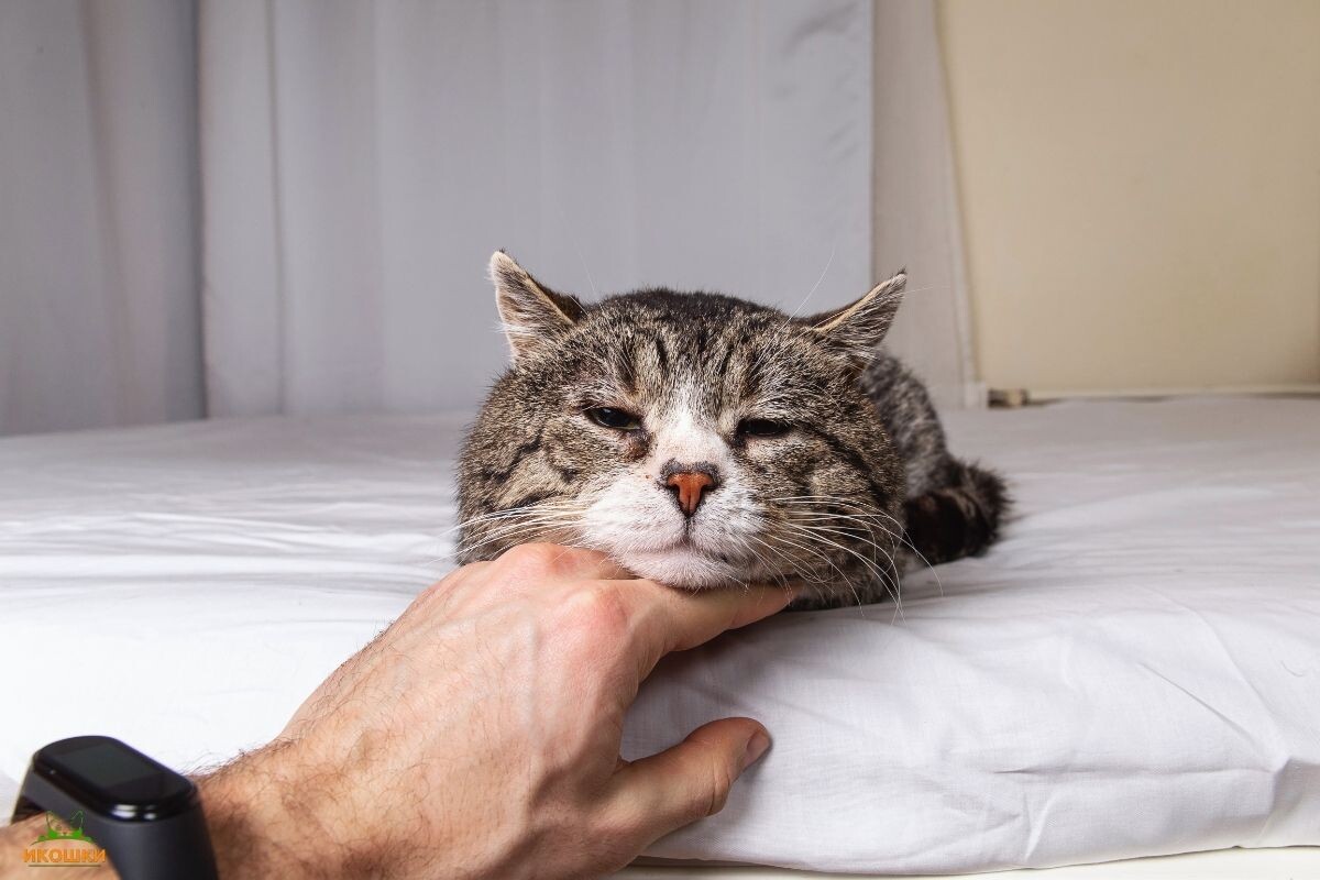 Синдром Пандоры у кошки 