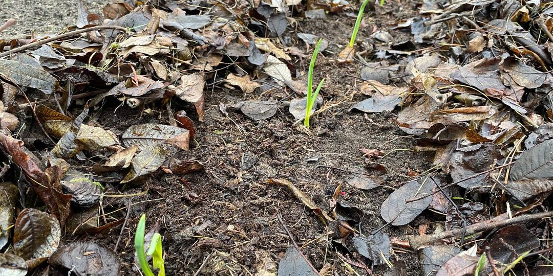 Чеснок взошел в ноябре стройными рядами. Замульчировала, но стало только хуже