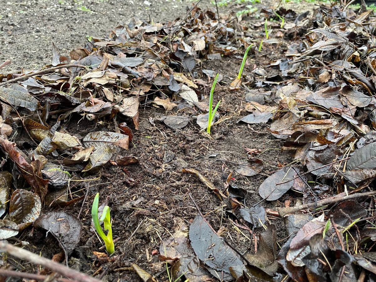 Чеснок взошел осенью, 30.11.25. Фото автора 