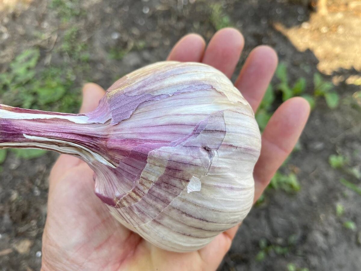 Чеснок Любаша. Фото автора