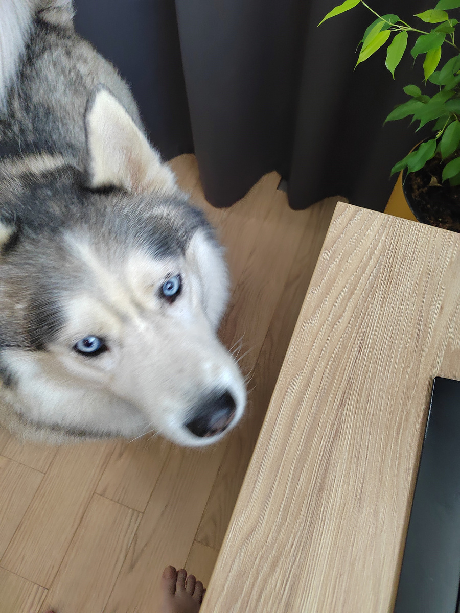 На фото: ламинат Floor Fort  с самым низким коэффициентов водопоглощения 