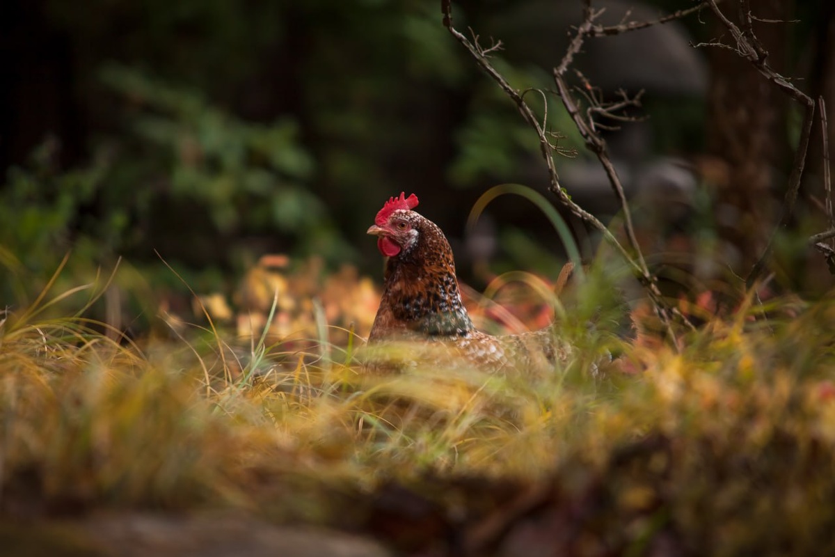 Сад ландшафтного дизайнера Елены Асташкиной |Фотография: Виталий Туманов