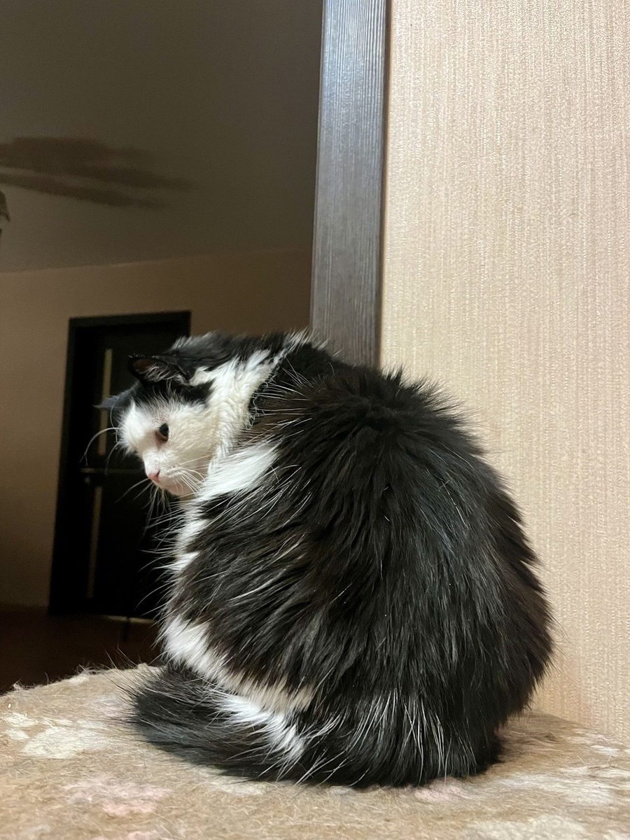 Знатная поппи у Лизы появилась за год. Она чисто шар 😂. Это дочка кричала - быстрее, быстрее беги смотреть, какая Лиза толстая. 