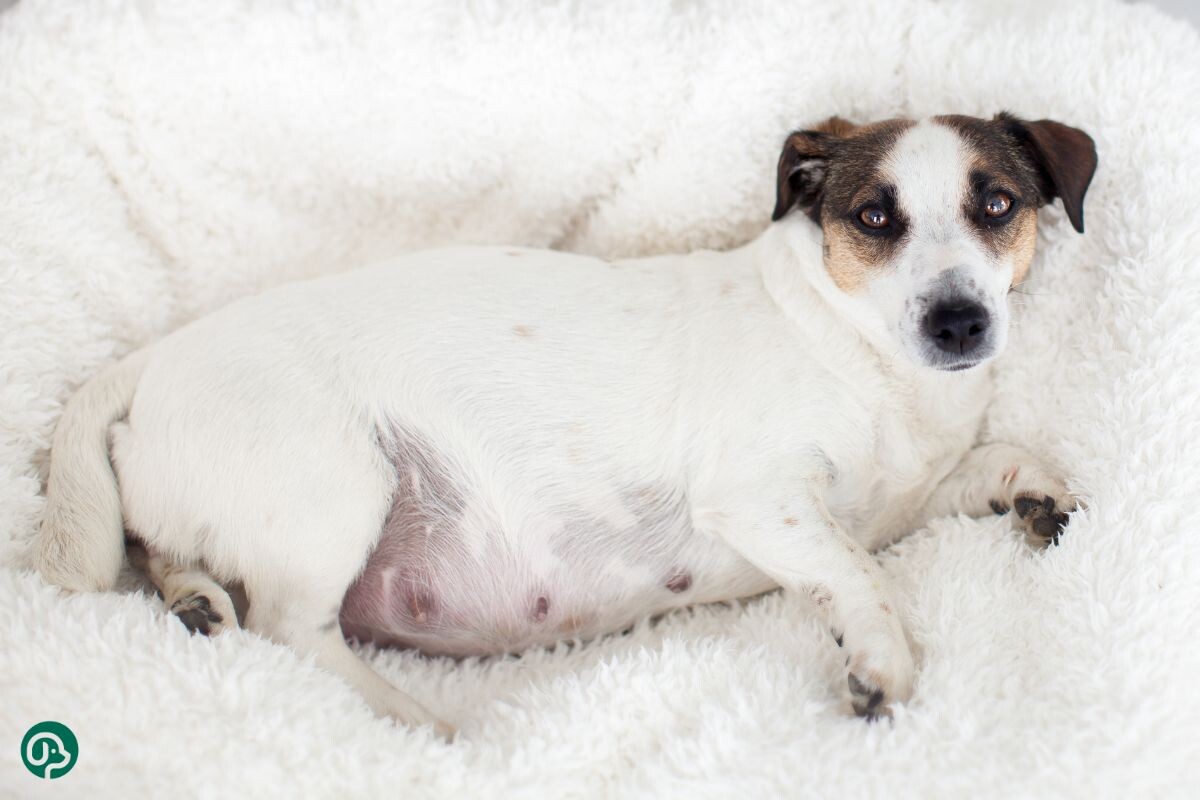 Беременная собака 