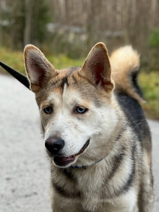 В Твери «Милый друг» просит о помощи