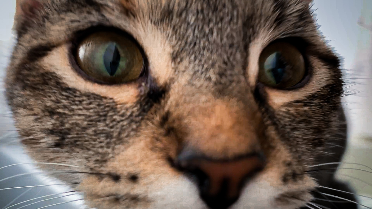 Интересно меняются зрачки у кошек