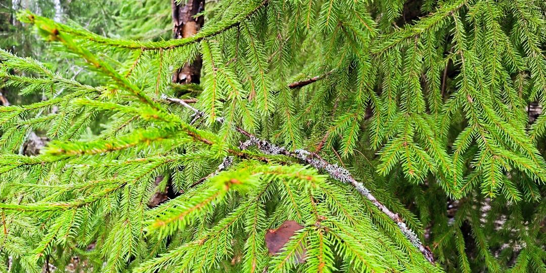 Еловый эликсир старого лесника: Забытый рецепт из старинной книги (Часть 1)