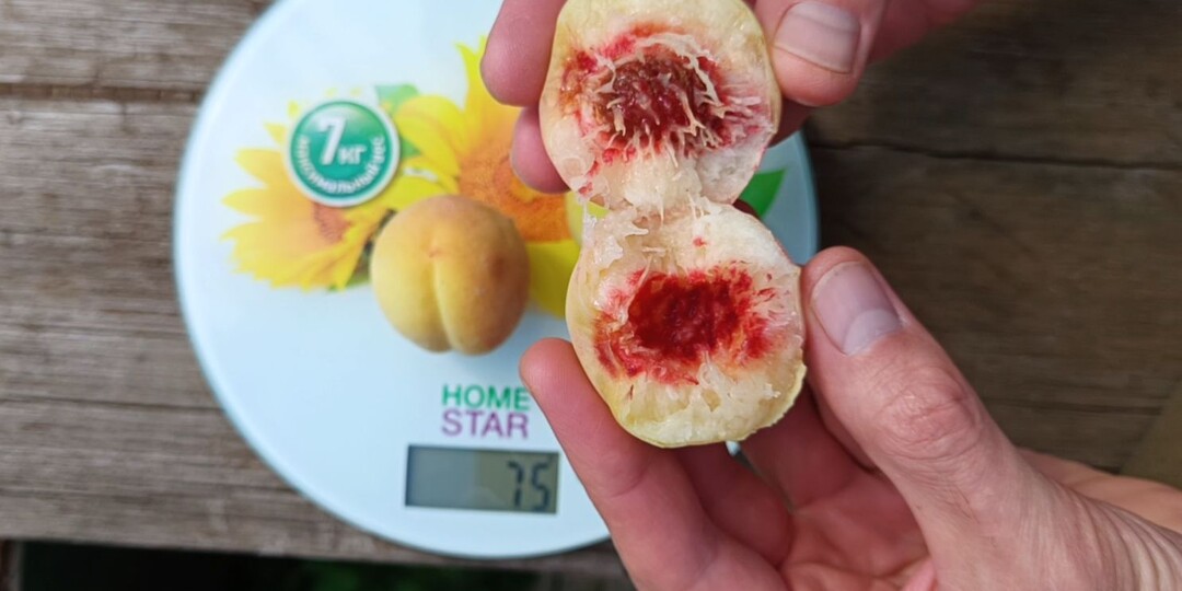 Персики в Сибири и Подмосковье — это реально. Почему я перестал покупать саженцы и выращиваю их из косточки