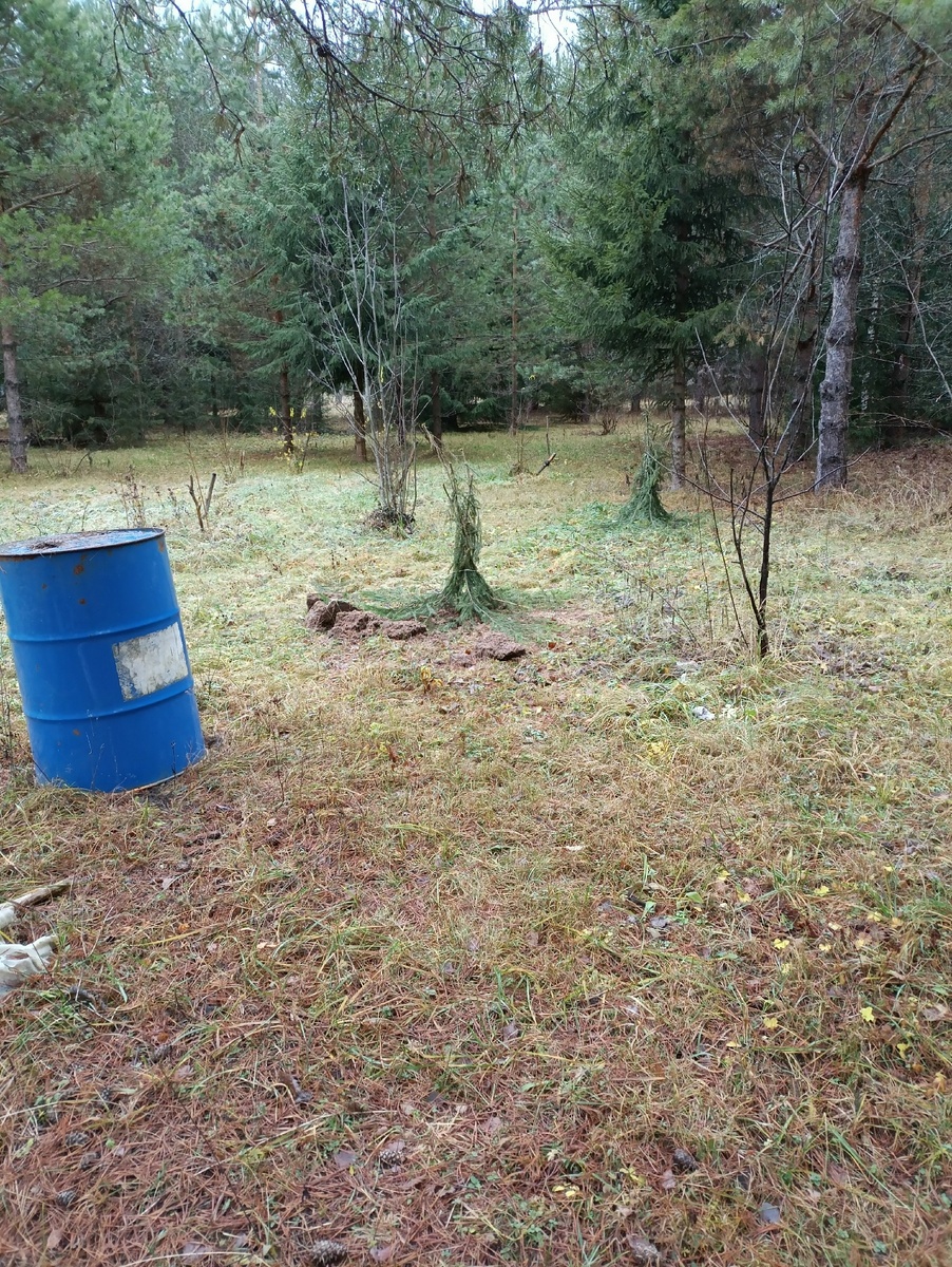 Яблони я начала обвязывать 10 ноября