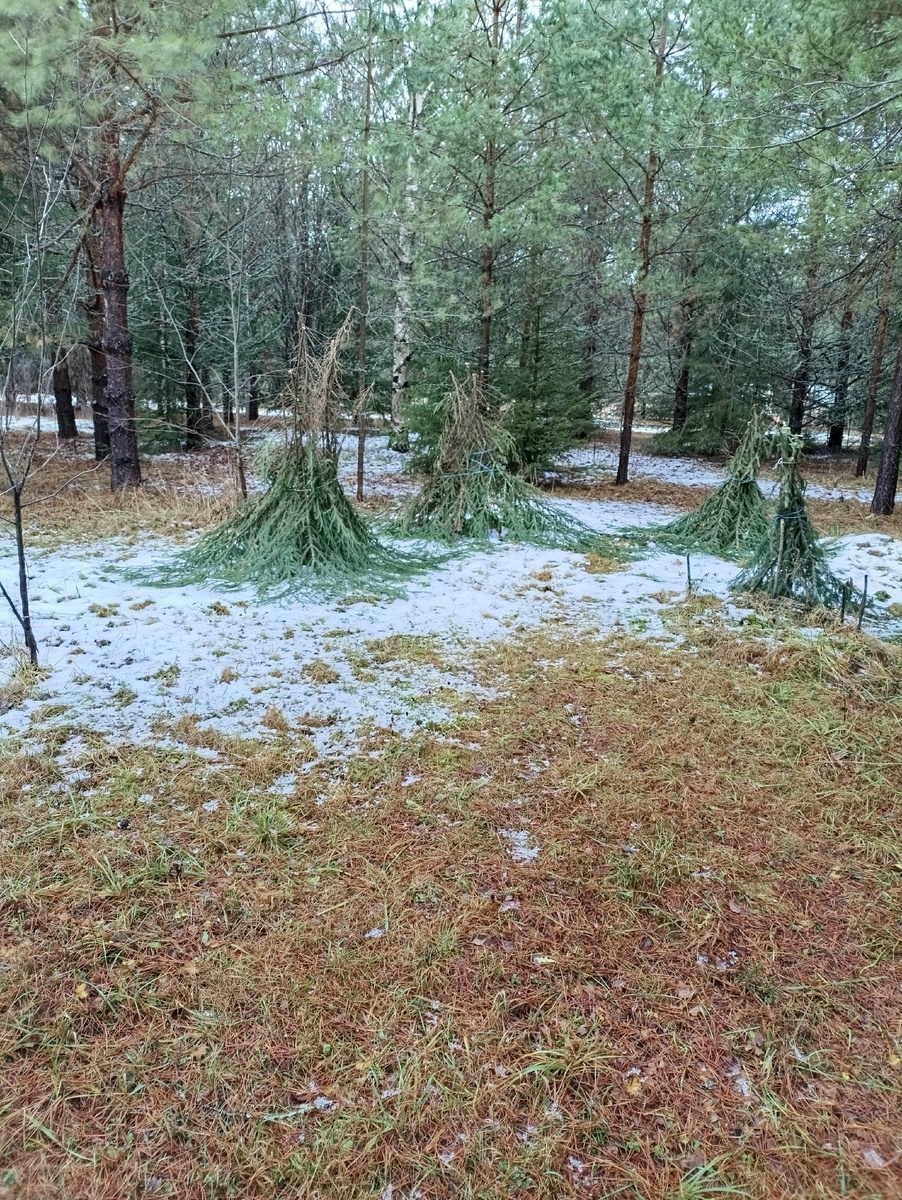 До жимолости руки дошли только 25 ноября