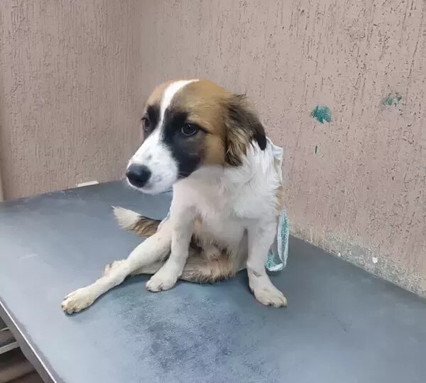 В Сальске ищут хозяев парализованной после аварии собаке, которая не сможет ходить