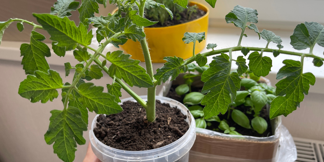 Посадка томатов на рассаду: 5 секретов, о которых не говорят, но которые работают