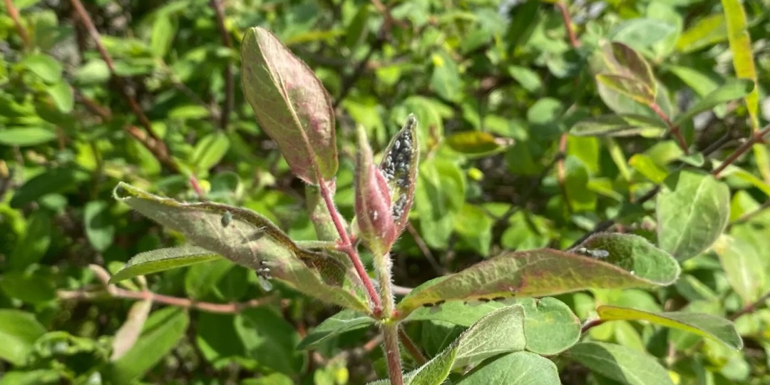 Пару раз пшикнул и вся тля замертво повалилась: Как правильно избавляться от тли (хоть осенью, хоть весной)