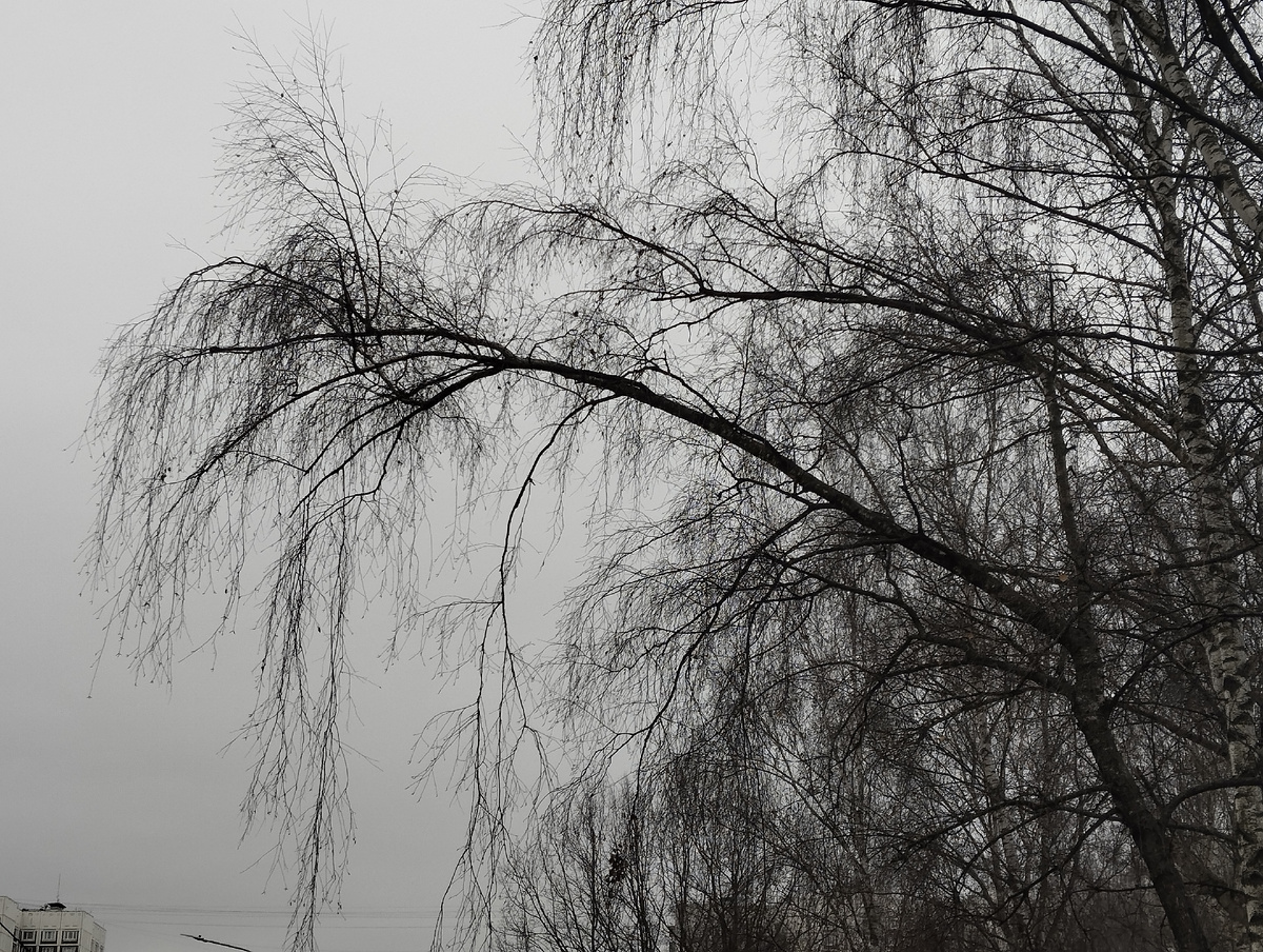 Ноябрь в Лианозово. Фото автора. 30.11.2025 г, воскресенье.