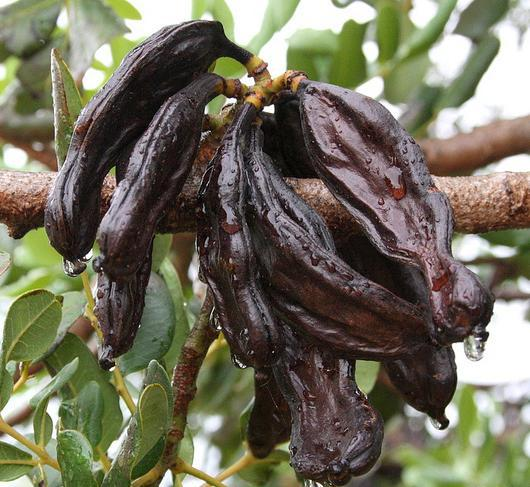 вот они, те самые стручки рожкового дерева