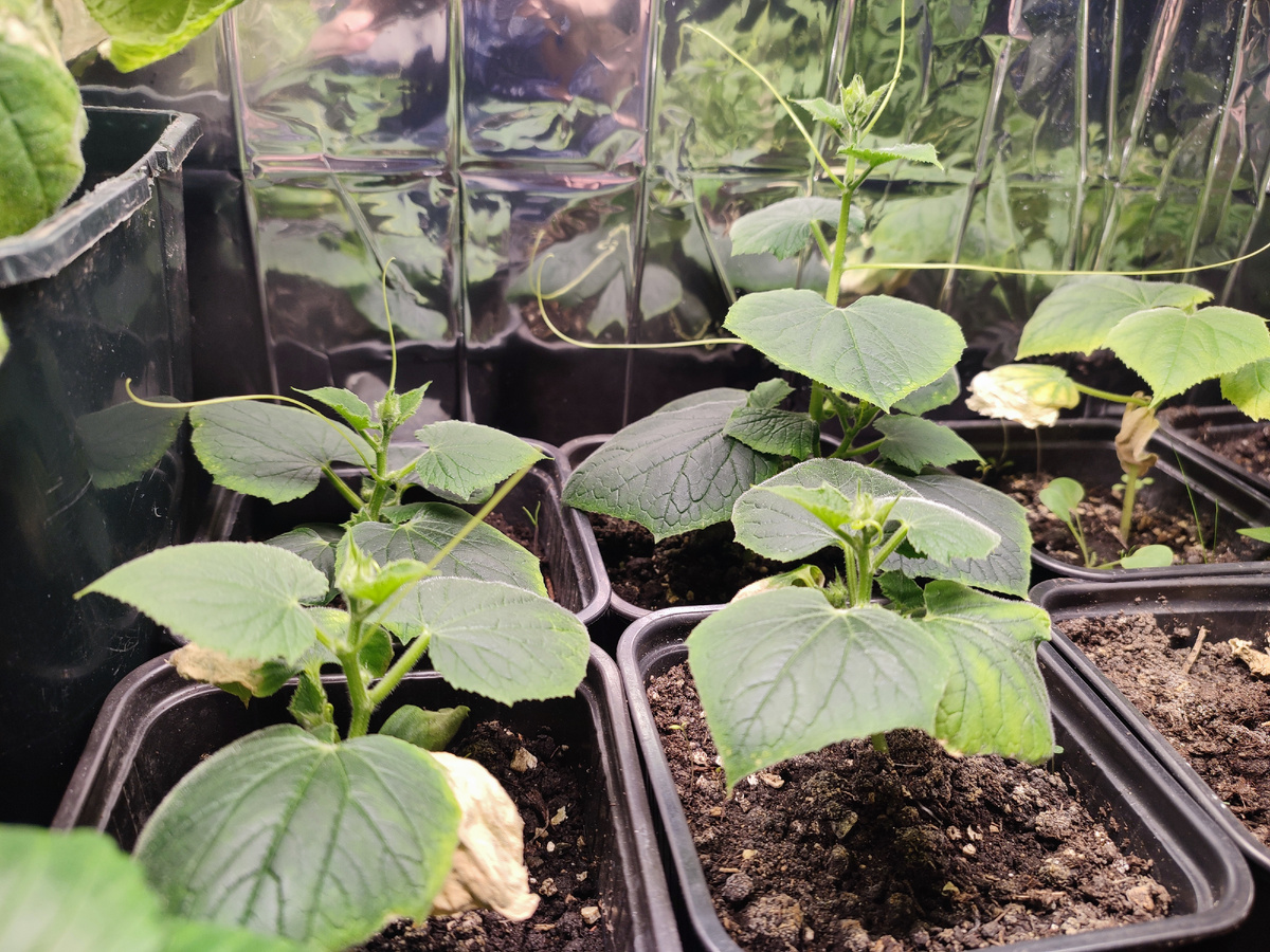 Огурчики Крош