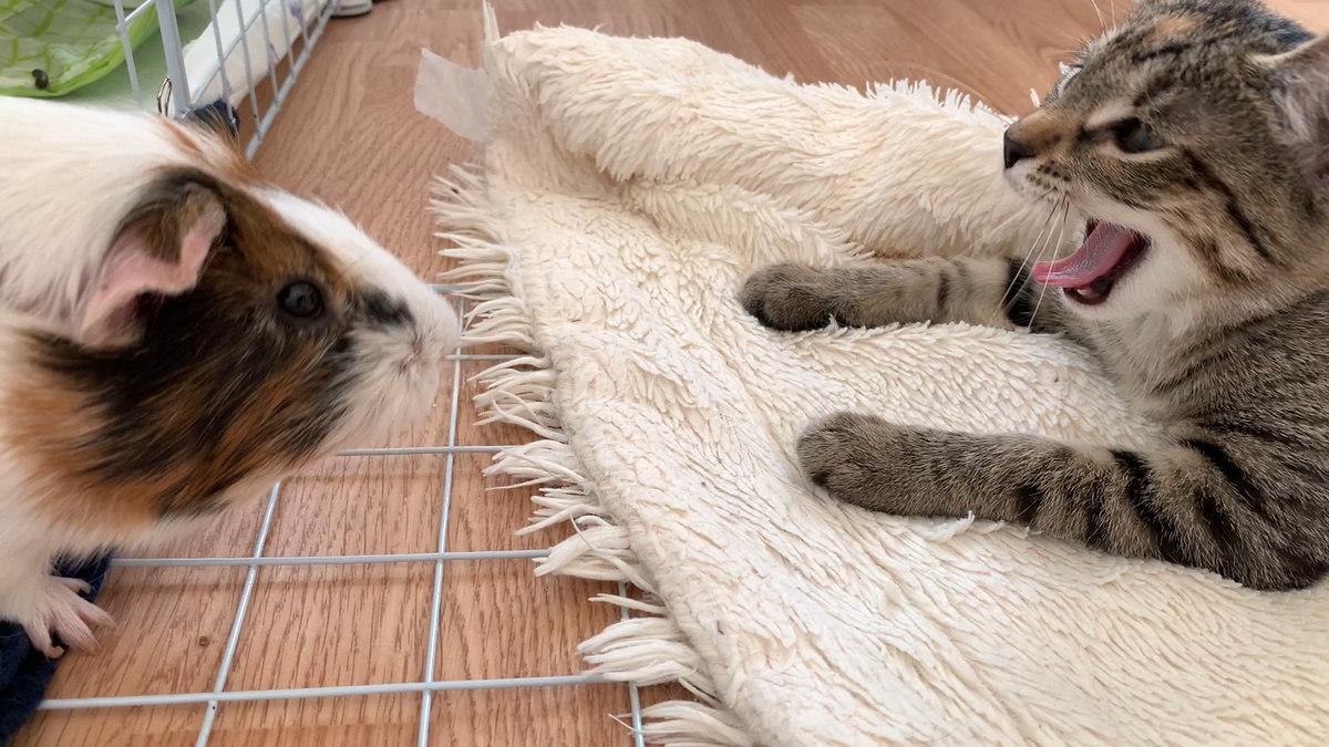 Батон и Лана