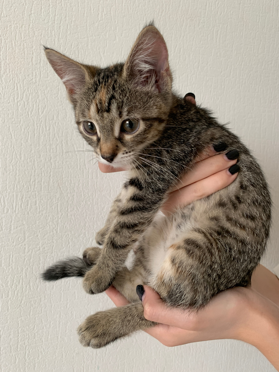 Милый котёночек