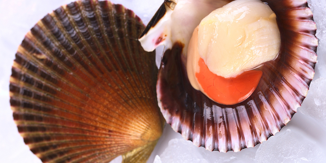 Морские гребешки: ракушки святого Жака