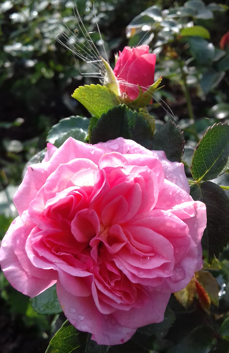 Царственная особа - роза Pirouette™, Poulsen Дания, 2002, клаймбер - первый в жизни цветок, август 2017 г. (фото автора)