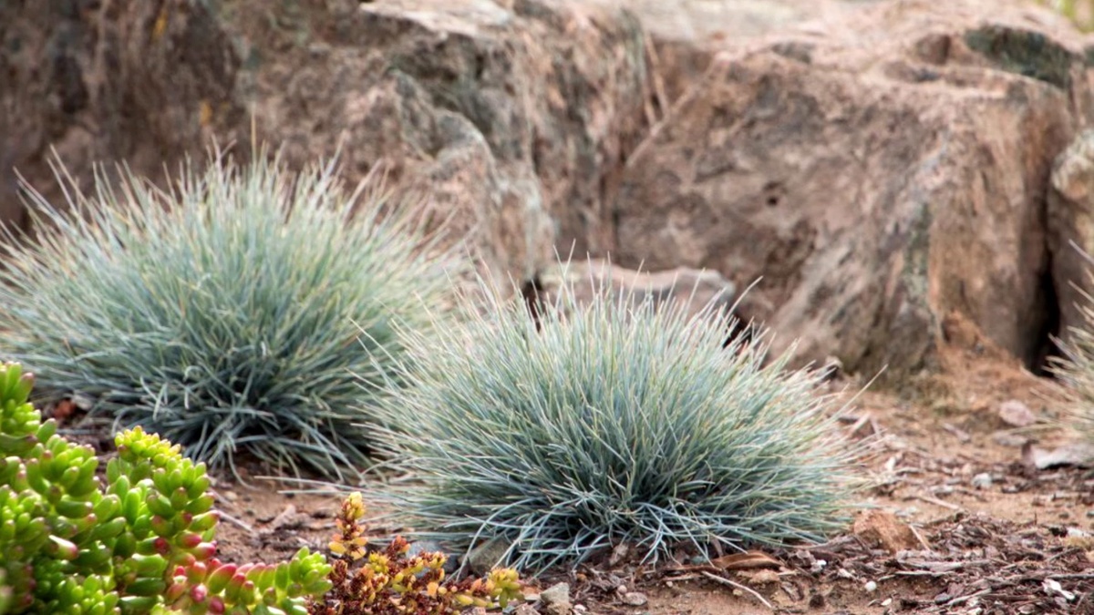 Овсяница сизая.