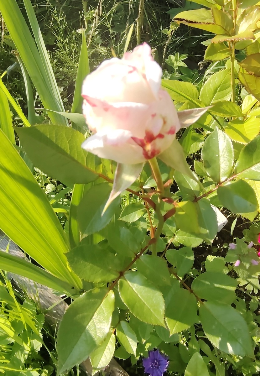 Роза Кордана на улице