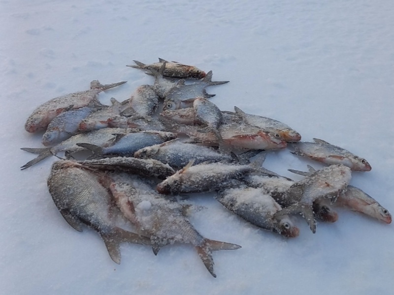     Фото: Уральский клуб рыбалки