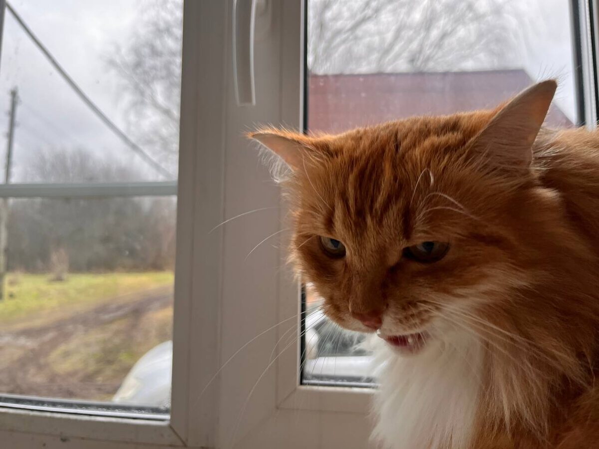 Даже кот возмущается затянувшейся осенью. 