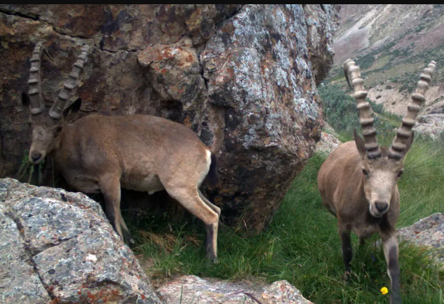 Дикий горный козел в местах обитания ирбиса в Кыргызстане. (с) SLF Kyrgyzstan / Snow Leopard Trust.