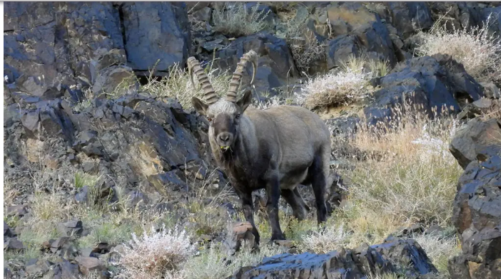 Горные козлы - одна из важнейших видов добыч снежных барсов по всему ареалу хищника на планете. (c) SLT.