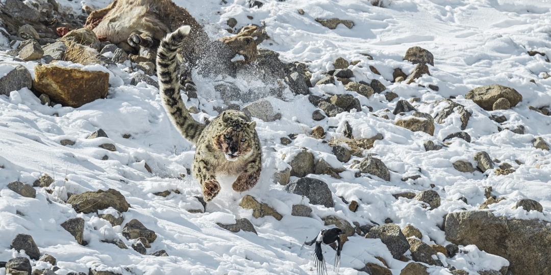 Как охотятся снежные барсы