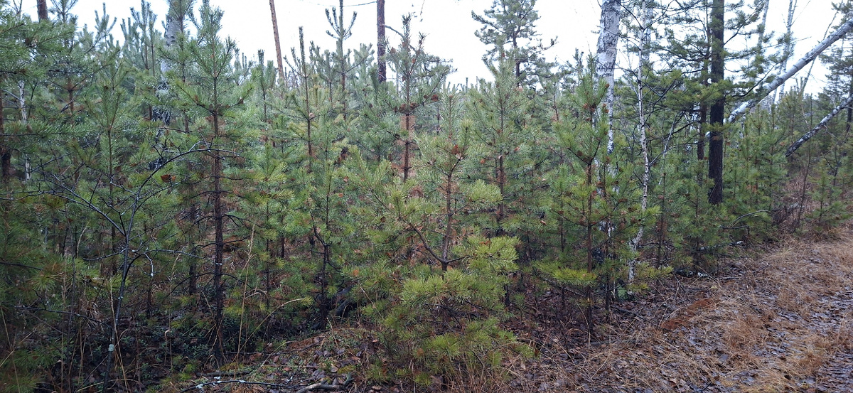 Молоденькие сосенки ждут снега