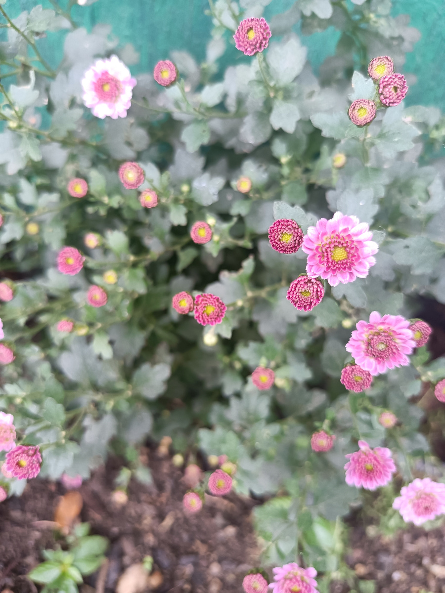 Ещё цветут цветы 