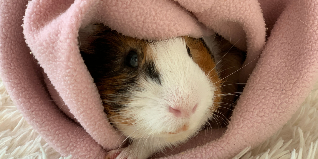 Утеплила вольер морских свинок за 500 рублей. Зоомагазины предлагали за 8000. Показываю лайфхак