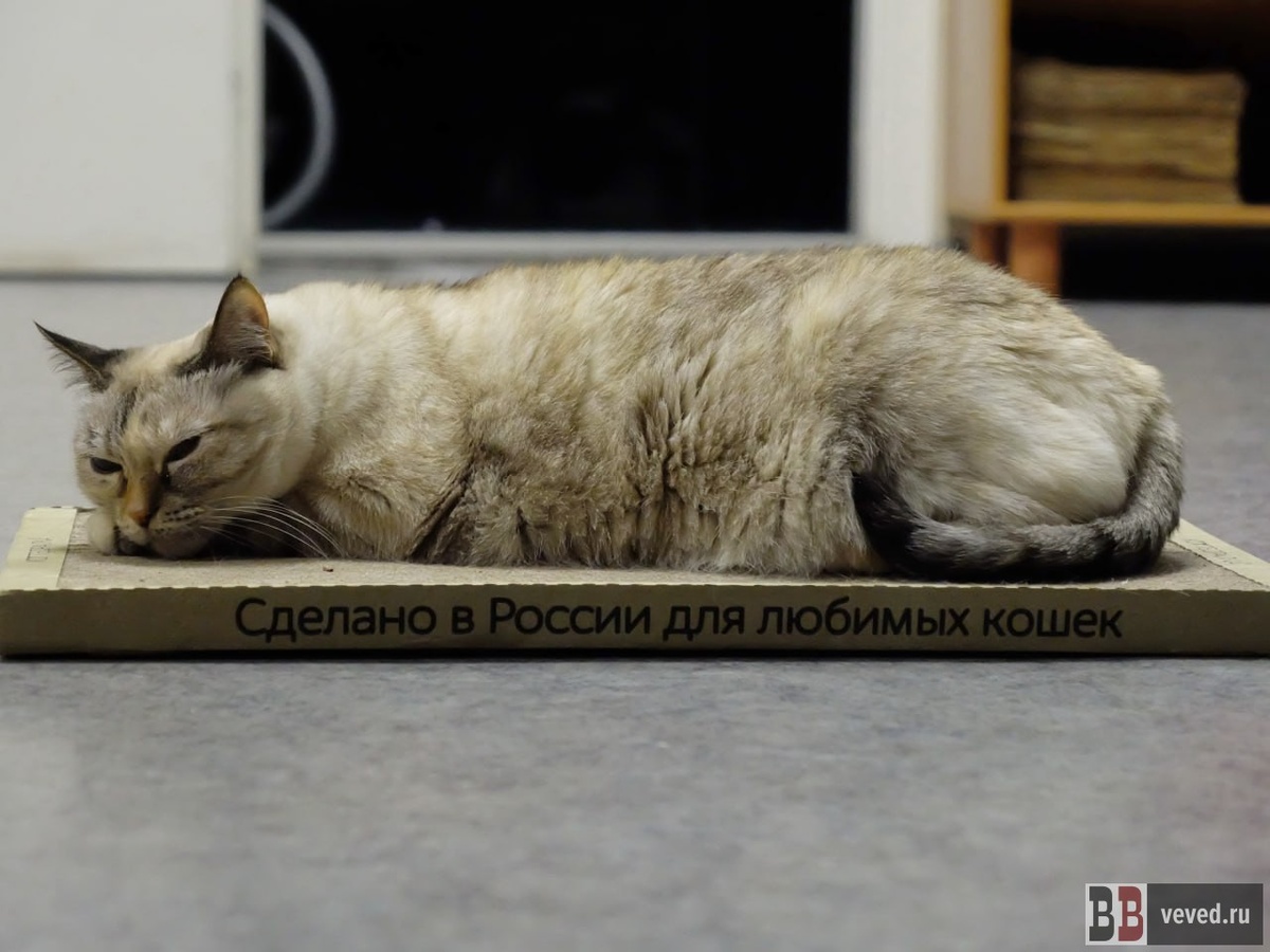     Фото: Вечерние ведомости