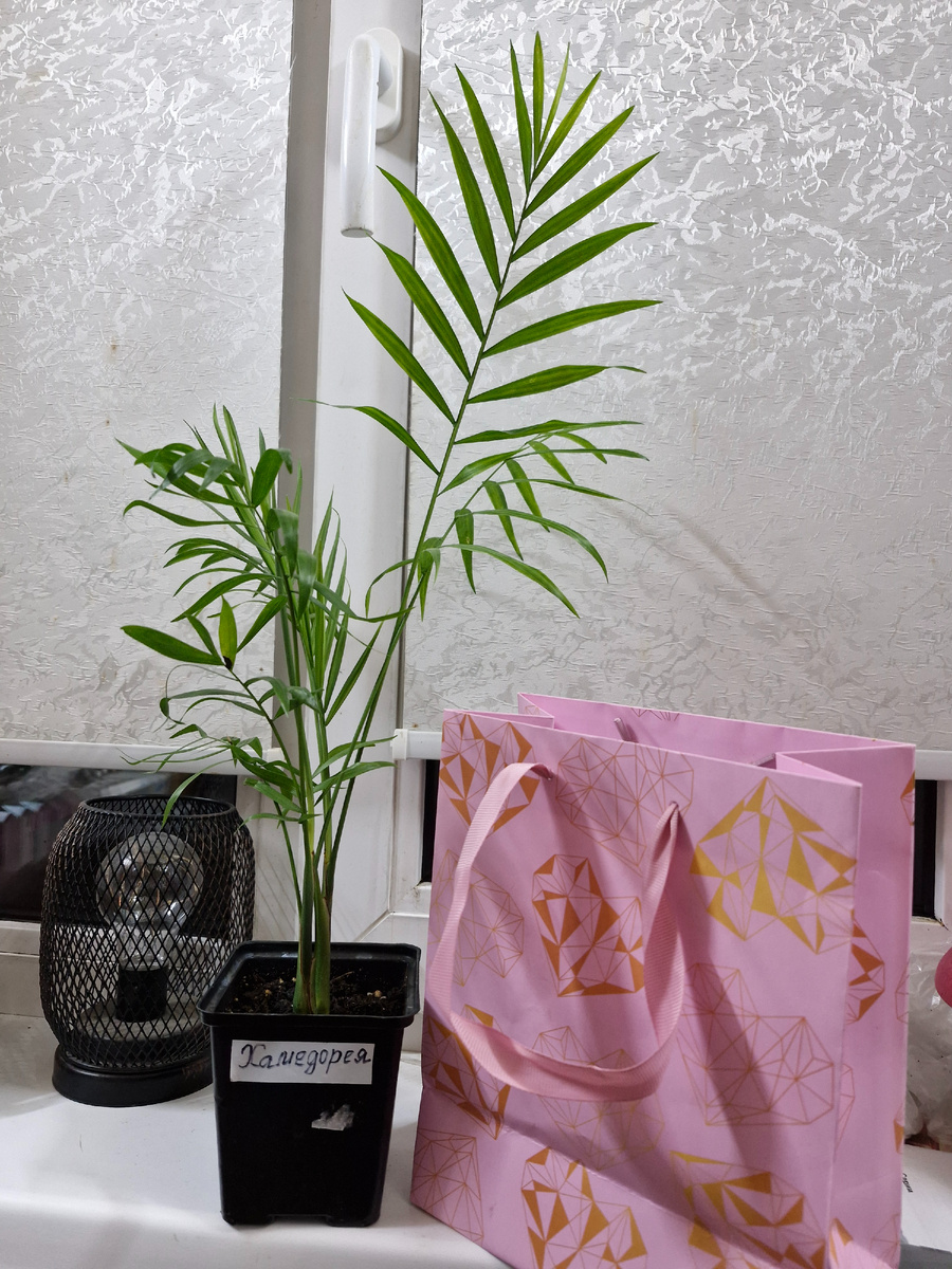 Вот он, мой цветочек. 