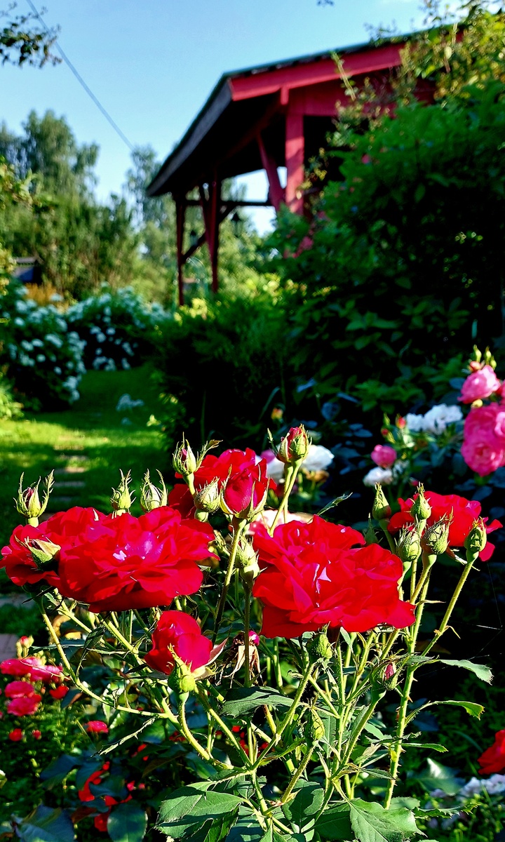 Г. Х. Андерсен. Флорибунда