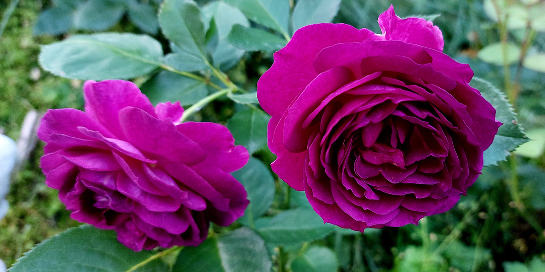 "Розовые бусы". Вопросы - ответы про розы. 01 декабря 2025 года