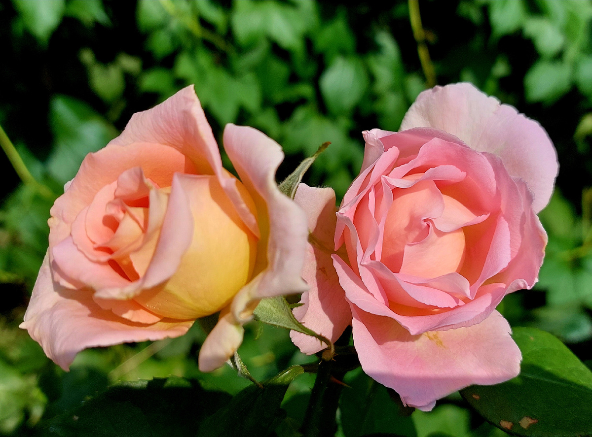 Сент - Сейшн. Ч/г роза