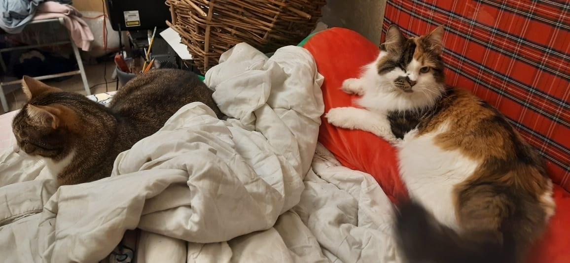 Вместе смотрят телевизор