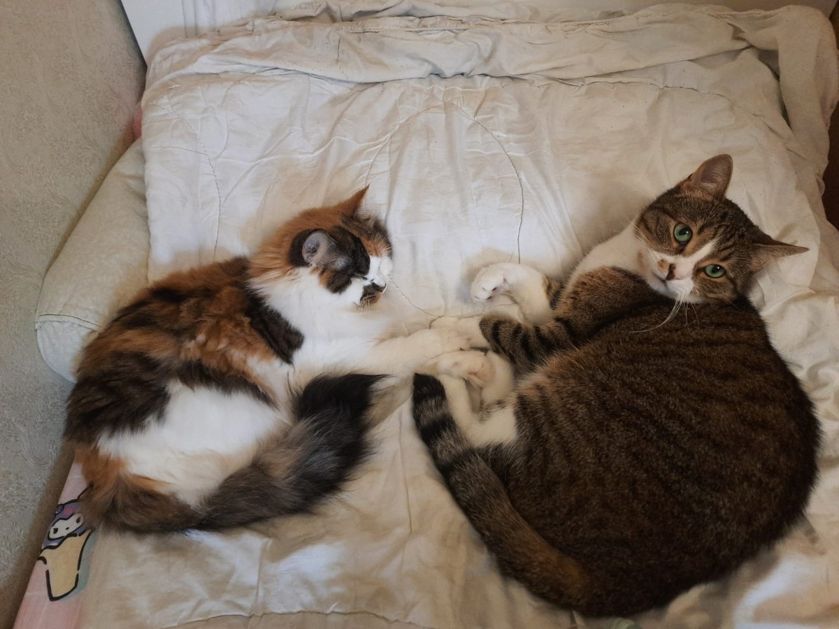 Лапка к лапке